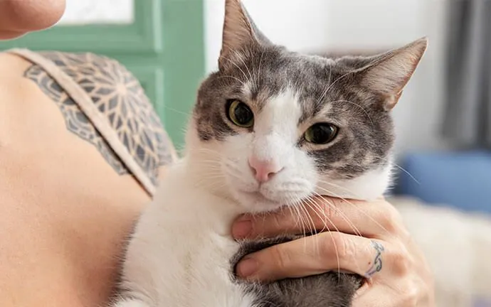 A gray and white cat being held by its owner