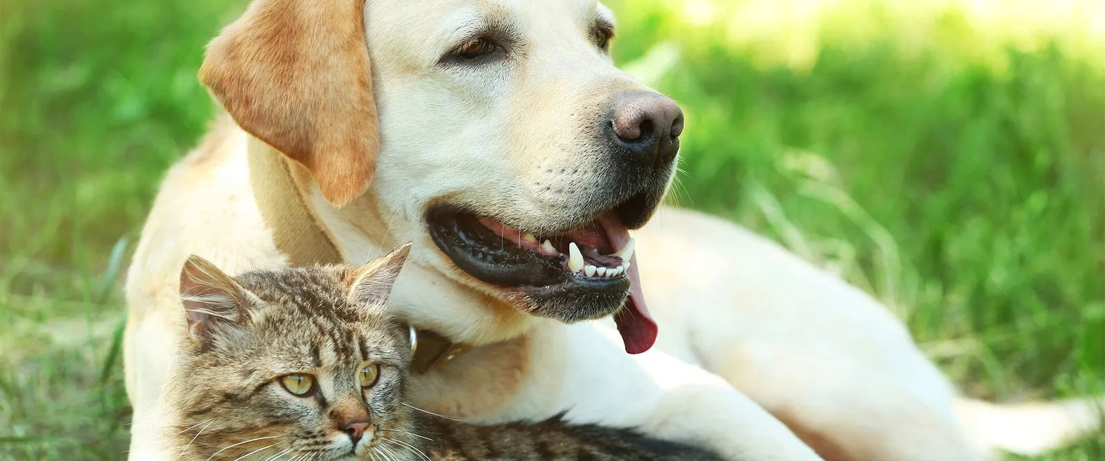 A yellow Labrador and a tabby cat lying together in the grass