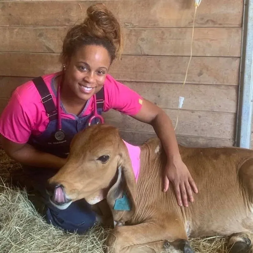 An Ark Veterinary Services vet comforting a calf in the hay