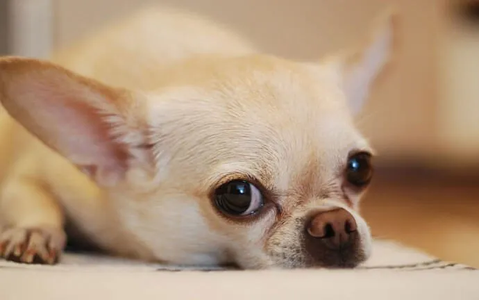A Chihuahua lying on a rug