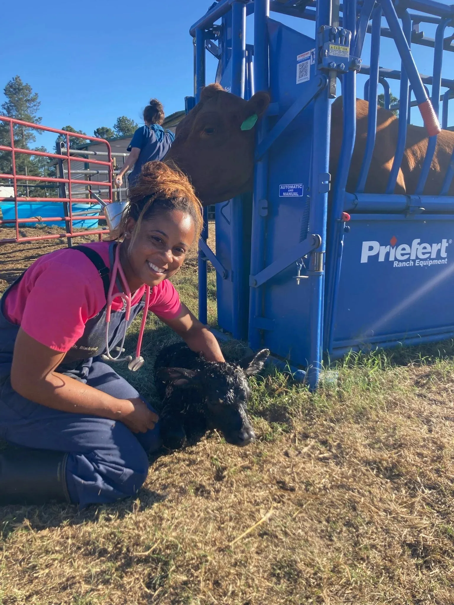 Veterinarian in pink working with a calf at a blue cattle chute