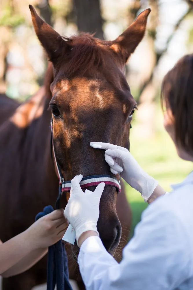 A gloved veterinarian holding a horse's muzzle during a check-up