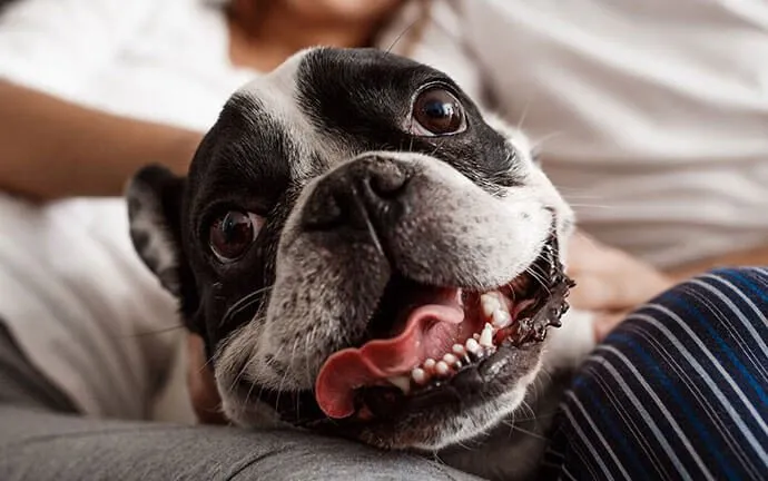 A happy French bulldog showing its teeth