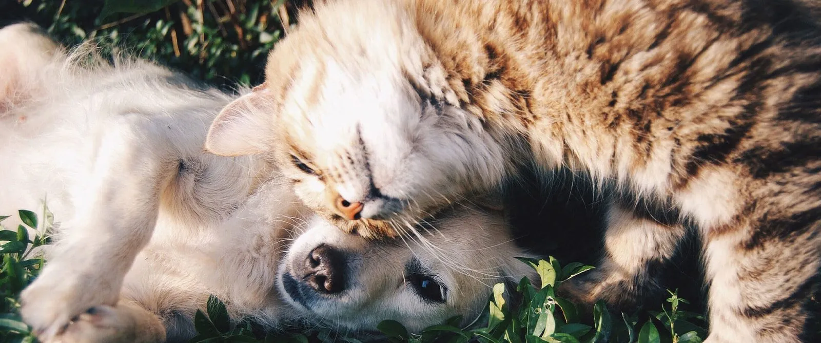 A cat and a dog cuddled up together
