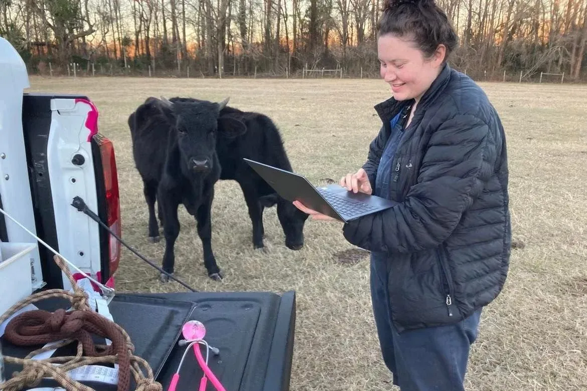 An Ark Veterinary Services team member working on a tablet at the truck beside black cattle