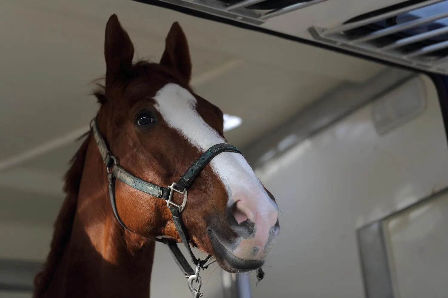 A chestnut horse with a white blaze wearing a halter