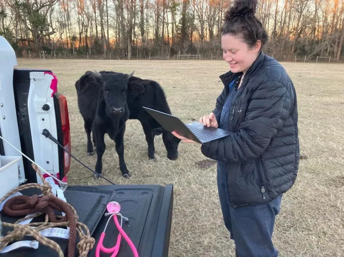 An Ark team member working on a tablet beside black cattle