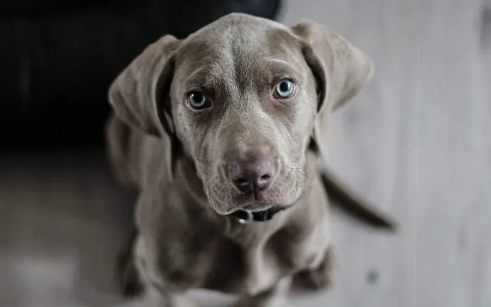 A gray Weimaraner puppy looking up