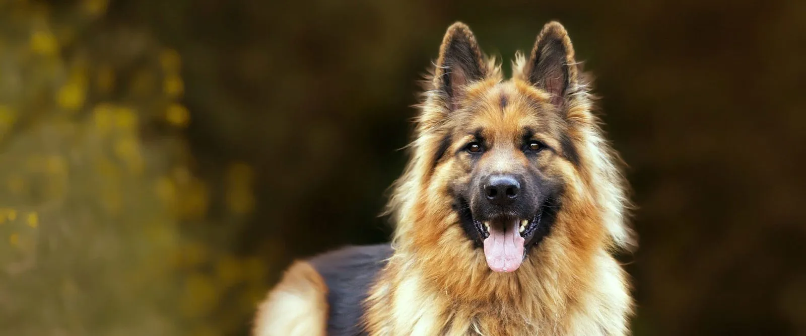 A German shepherd with its tongue out