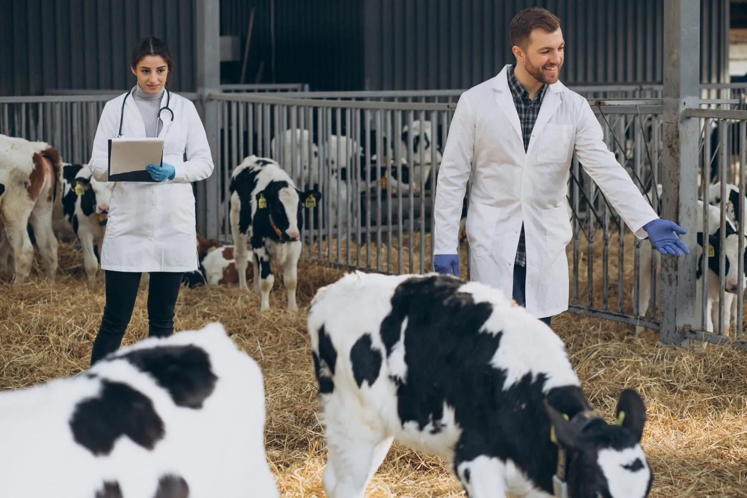 Two veterinarians with a clipboard checking calves in a barn