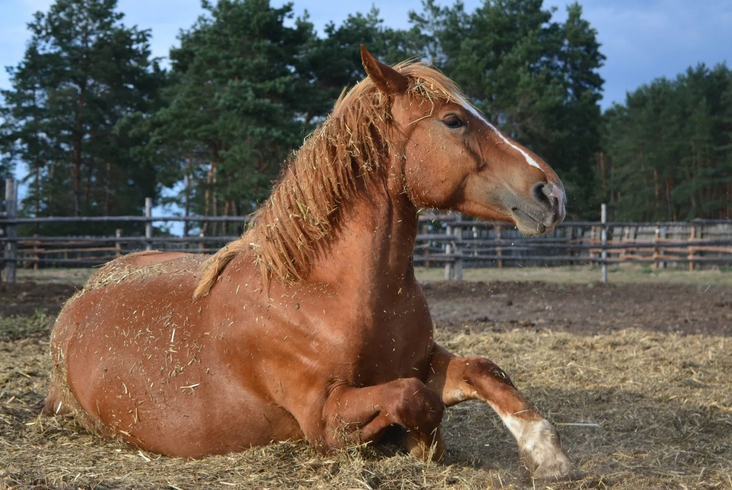 A chestnut horse resting in a paddock with its hooves tucked beneath it