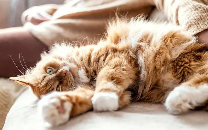 A fluffy orange cat stretched out asleep