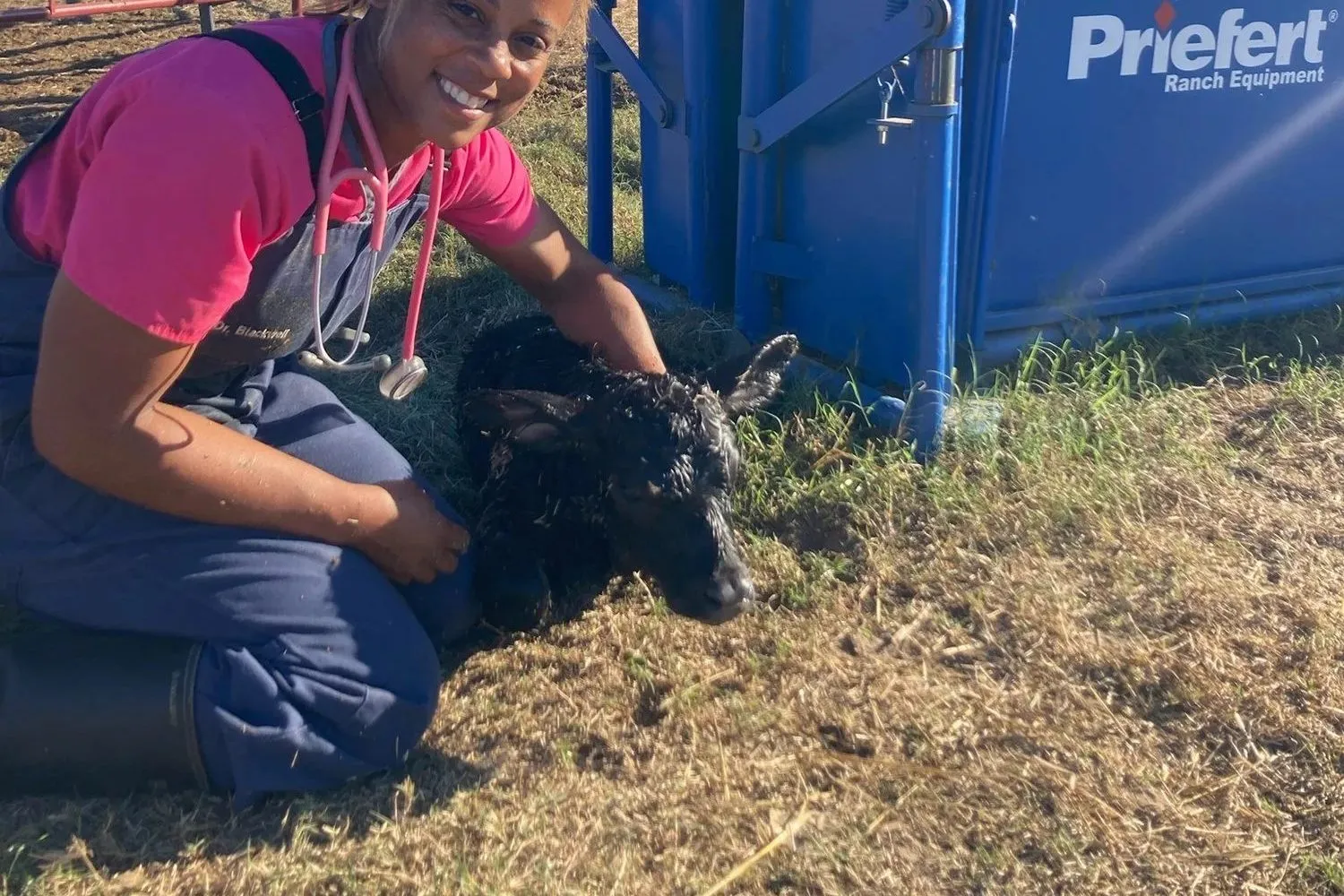 An Ark Veterinary Services vet with a calf at a blue cattle chute