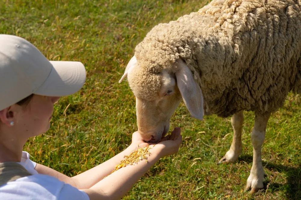 A woman hand-feeding a sheep in a green pasture