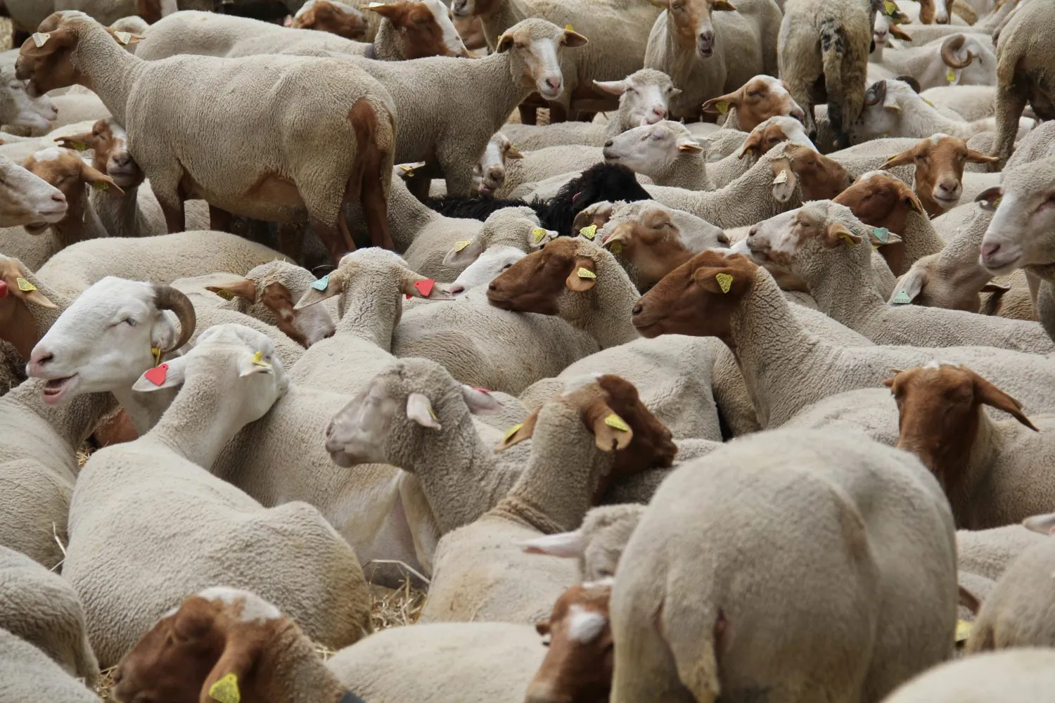 A large flock of ear-tagged sheep in a pen