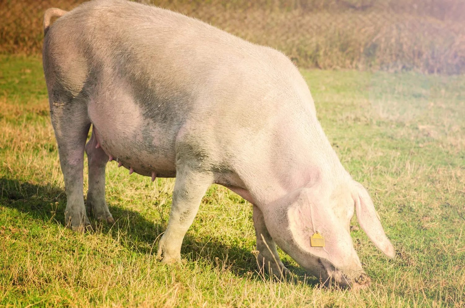 A pig grazing in a sunny pasture