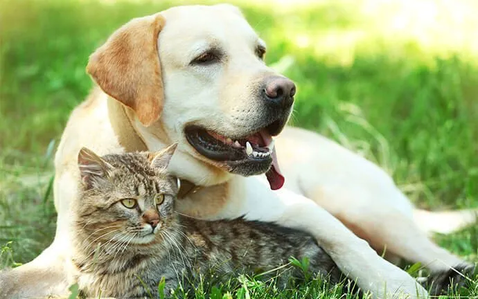 A yellow Labrador and a tabby cat lying together in the grass