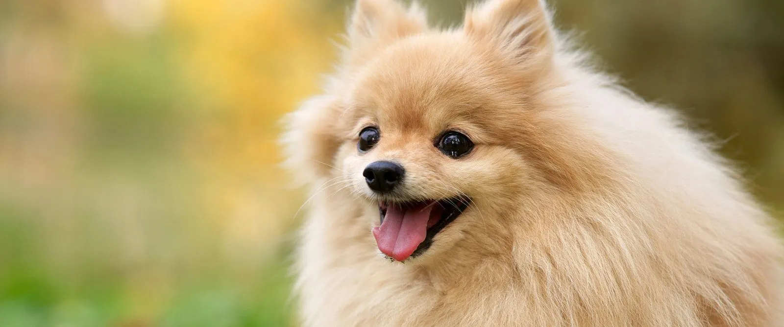 A smiling Pomeranian outdoors