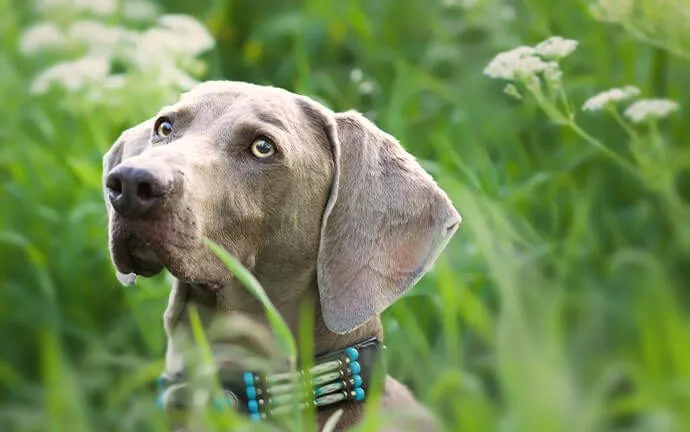 A gray Weimaraner standing in tall grass