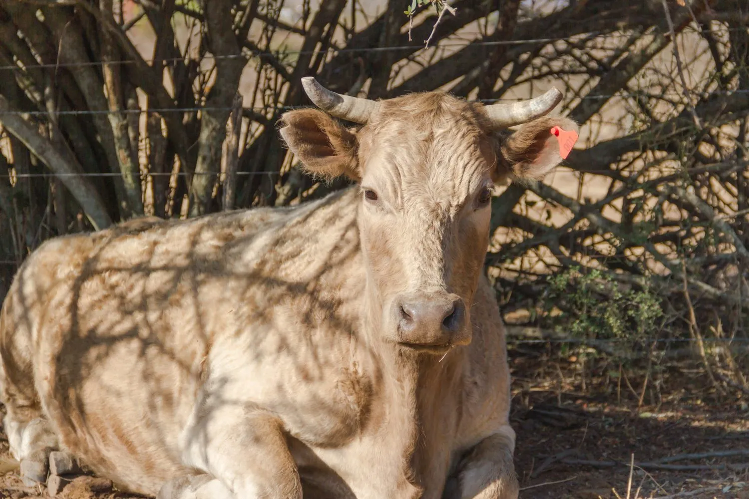 A cow lying down in the shade of trees